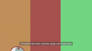Understanding the Respiratory System