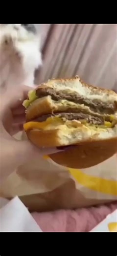 The I can has cheeseburger meme has returned. #cheeseburger #cat #icanhascheezburger #oldmemes #oldmemesdiehard #internetlore #retromeme #catbegging #cutecatsoftiktok #chronicallyonline