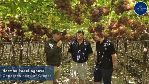 Herman Redelinghuys, Capespan Head of Grapes, is back with an update directly from the vineyards in Aussenkehr, Namibia, where Namibia Grape Company kicked off their season on Friday. 🍇 He is joined by Ghenadie Coroi, Marks & Spencer Buyer, who reflects on his first visit to South Africa and Namibia and shares his impressions of the vineyards and grape quality. Kobus Bothma, Capespan Namibia Managing Director, highlights the excellent weather conditions and the outstanding start to the season. 