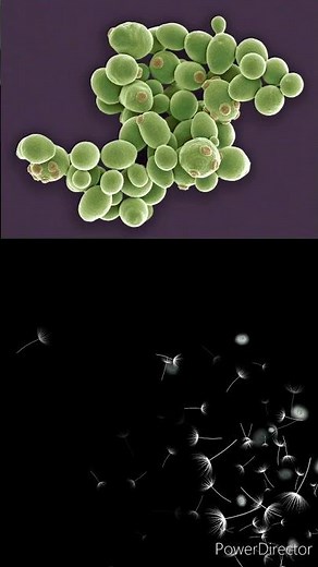 saprophytic nutrition #biology...