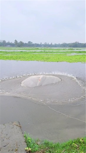 Amazing Village Net Fishing Video #fiahing #fish #shorts