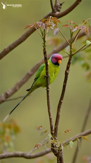 Plum-Headed Parakeet. For bird lovers. #birds #wildlife #nature