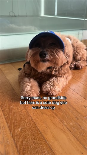 Who needs kids when you can dress your dog up like a G #dogmom #dogmum #dogtok #momlife #grandkids #sgtt