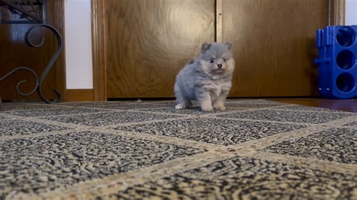 Pomeranian puppy for sale