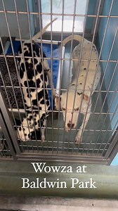 6.5K views · 240 reactions |  Info in video on kennel cards Come on...