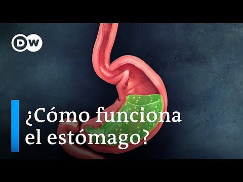 ¿Cómo funciona el estómago?