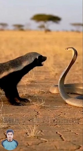 Honey Badger vs Cape Cobra 🐍 | Who Wins This 10-Second Battle? #animals #wildlife
