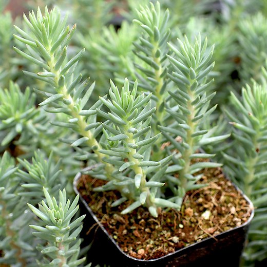 Sedum reflexum 'Blue Spruce'