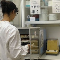 Video: Two-step Approach to Explore Early- and Late-stages of Organ Formation in the Avian Model: The Thymus and Parathyroid Glands Organogenesis Paradigm