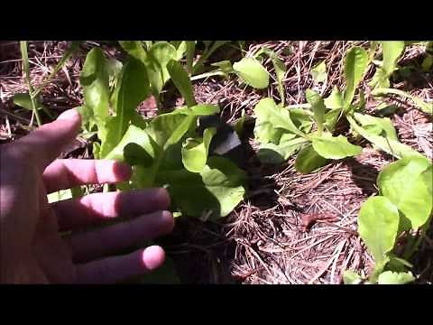 Throw & Grow Food Plot Works!! Review And How To Video!