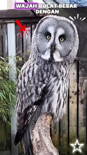 Jenis jenis burung hantu