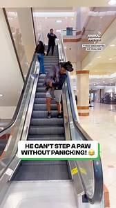 That could be the biggest dog I've ever seen! 😳 | Fluffy Animals