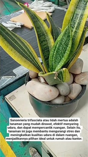 Manfaat Tanaman Lidah Mertua