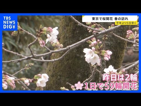 Cherry blossoms announced to be in bloom in Tokyo, 5 days earlier than average; 61 blossoms confi...