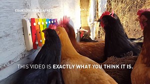 8.4M views · 29 reactions | In lighter news: A Colorado woman installed a xylophone in her backyard and now her chickens spend their days playing music.Thanks to our news partners 9NEWS (KUSA) for sharing! | The Coloradoan | Facebook