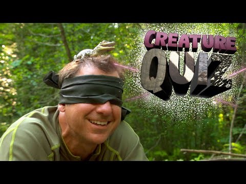 Guess the Animal CHALLENGE | Wild Kratts Creature Quiz