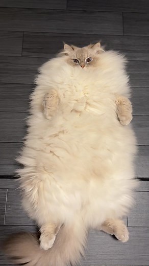 かわいいサイベリアン猫のいれぶん動画