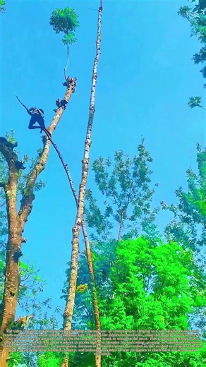 Leaping Between Trees: How a Farmer Uses Branch Swing to Transfer to a Tall Trunk