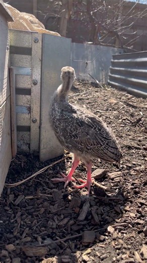 Baby turkeys first day outside!