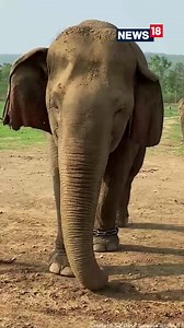 Meet Vatsala of Panna, the oldest living #Elephant in the world at 105 years. Courtesy: Twitter/ Susanta Nanda | News18