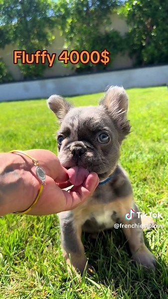 #fluffyfrechbulldog #fluffyfrenchiepuppy #frenchbulldog #puppylove #fluffyfrenchies