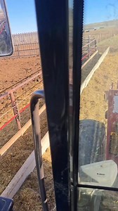 Little calf lost its mother and was laying in the feed bunk. We found the mother cow. #baby #animals #calf #cow #farm | 1HandnFarming