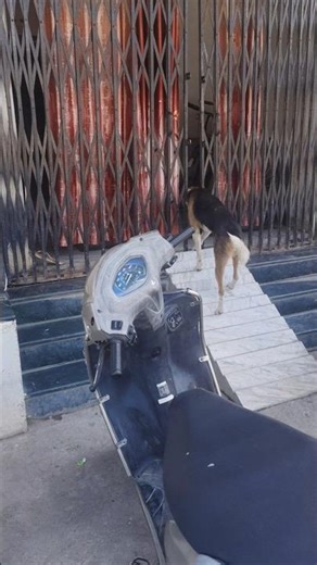 Kha chli svari 😂 #shorts #pets #dog #ytshorts