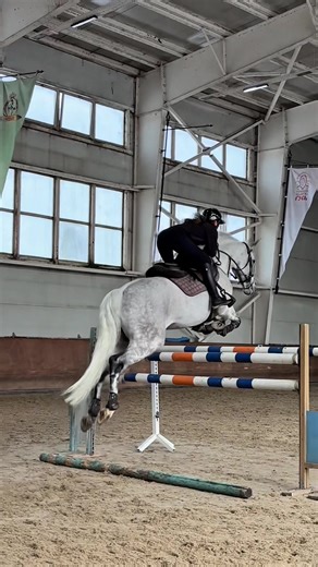 Step-by-Step Guide to Show Jumping for Equestrians