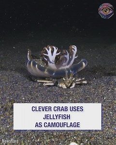 Clever crab uses jellyfish as camouflage | 5-Minute MAGIC
