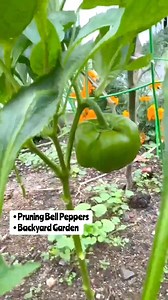 113 reactions · 16 shares | pruning  | backyard garden #capsicum #bellpeppers #gardening | Che Thompson | Facebook