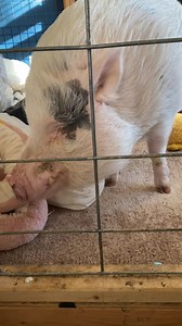 40K views · 2.7K reactions | Please enjoy this old video of when I...