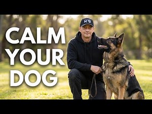 This Pro Technique Stopped My Dog's Reactivity #DogTraining #BehaviorFix
