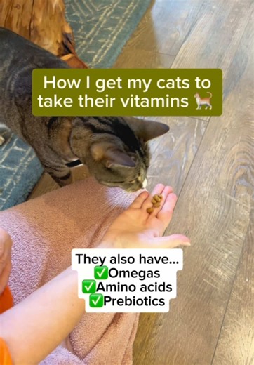 Easy Methods to Help Cats Take Vitamins Effectively