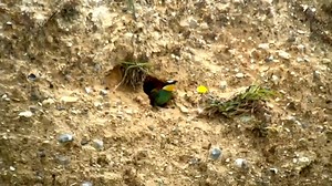 63K views · 1.5K reactions | It's official, we have bee-eater...