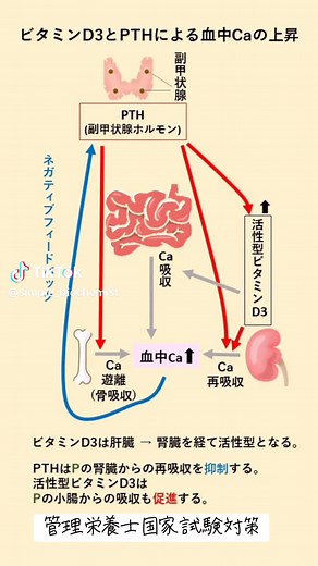 #カルシウム #副甲状腺ホルモン #pth #ビタミンD #骨 #腎臓 #リン #管理栄養士国家試験 #活性型ビタミンD