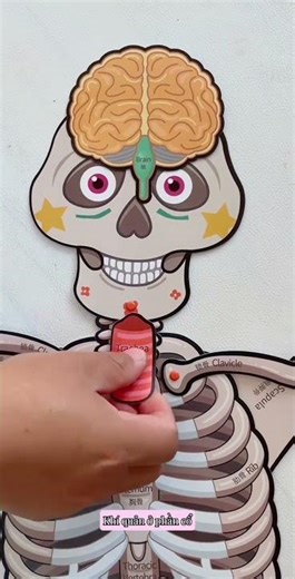 Human model assembly game