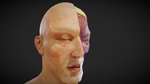 Facial anatomy layers - Buy Royalty Free 3D model by Ebers
