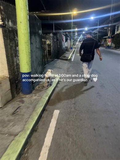 Stray dog accompanying us home at 1:00 AM — guardian dog story