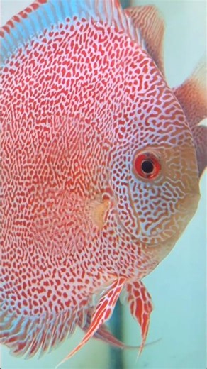 beatifull blue rim fine spoted | Ikan hias discus | discus fish | main ikan | aquarium | aquascape