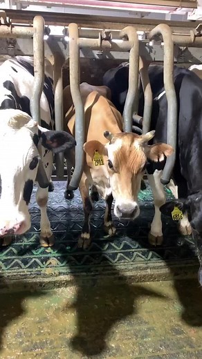 Smaller cow #jersey #babyjersey #farmlife #dairy #parlor #milk #farmer