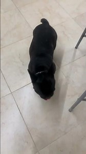 Mini French bulldog #cuteness (puppy)