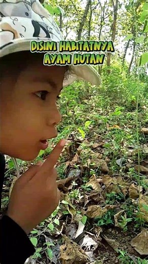 The habitat of the jungle fowl #adventure