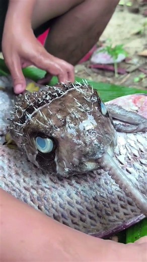 Dangerous Puffer Fish Cleaning & Cutting Skills | Amazing Seafood Preparation