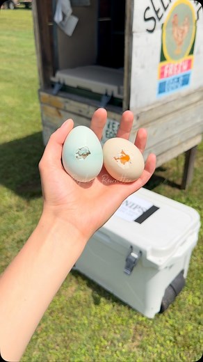 I’ve had a few ask what to do when their hens are eating their eggs. It’s such a hard habit to break but here’s a few tips 🥚 Chickens do NOT like yellow mustard. So to trick them, fill a few cheap Easter eggs with some yellow mustard and place them in the nesting box. They will peck open the Easter eggs, get a taste of the mustard and decide it’s not as good as they remember 🤭 If you want to avoid egg eating all together I would recommend using a rollout nesting box. We love ours from @_hengea