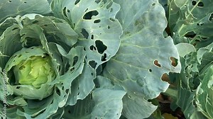 Cabbage damaged by insects pests close-up. Head and leaves of cabbage in hole, eaten by larvae butterflies and caterpillars. Consequences of the invasion butterflies Pieris brassicae.