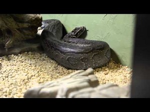 Africian Rock Python