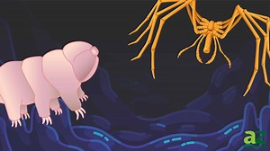 10 Deep Sea Creatures: Discover the Rarest Scariest Animals Beneath the Seas!