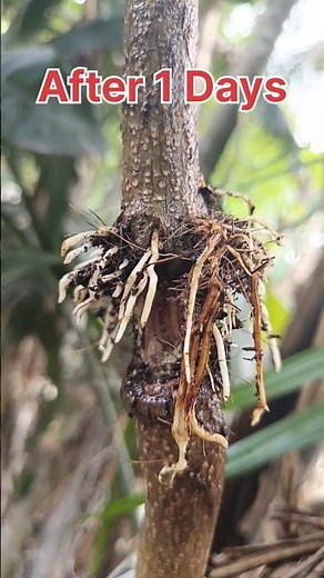 New grafting technique , Oak tree air layering using Egg🥚