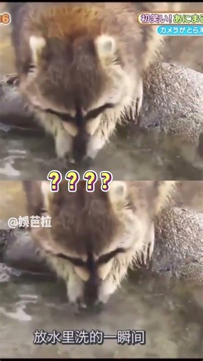 笑死！当爱干净的小浣熊遇上棉花糖！直接是浣梦都破碎啊！