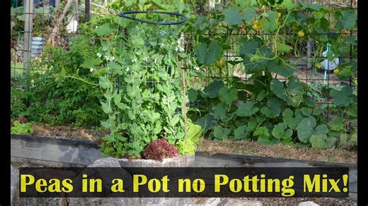 Growing Peas in a Pot Container Gardening Small Spaces
